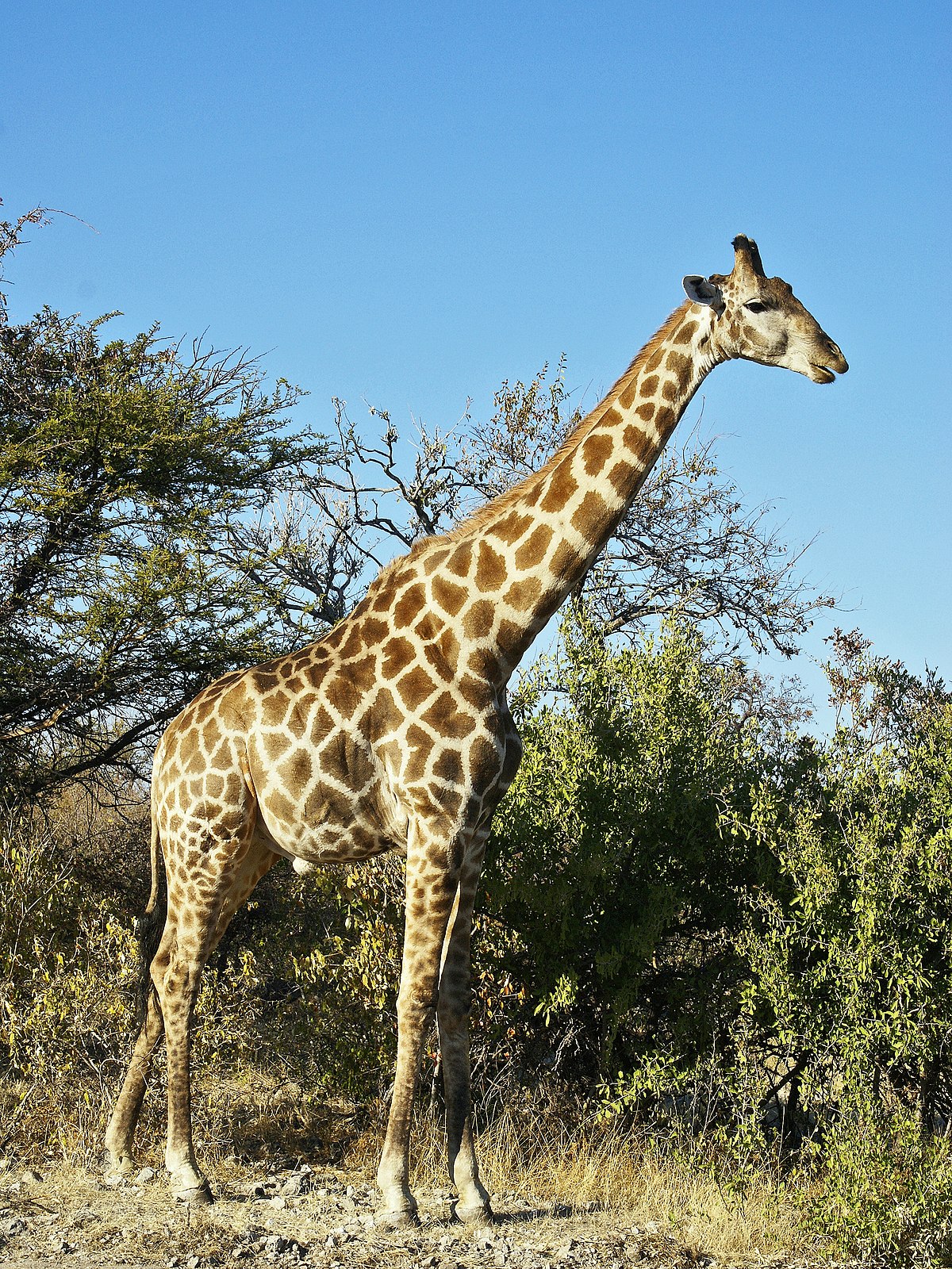  Giraffa camelopardalis angolensis mâle