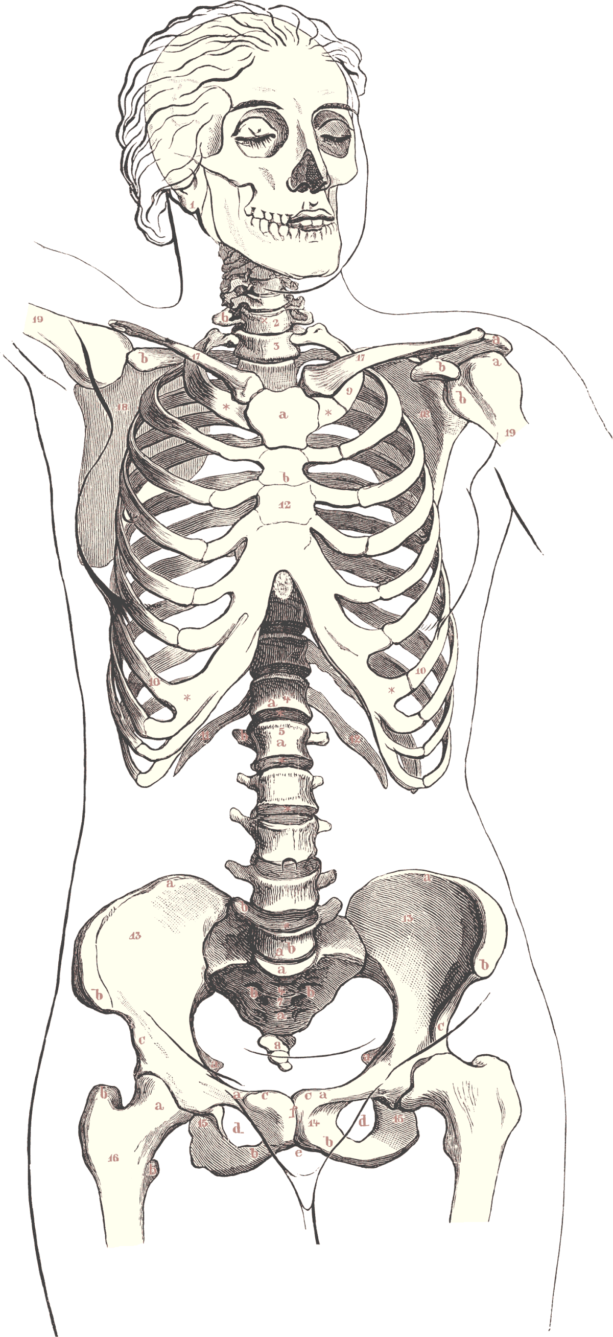 Anatomie du squelette humain, constitué de 206 os constants
