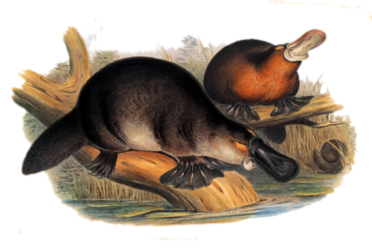  Planche extraite de The mammals of Australia de John Gould