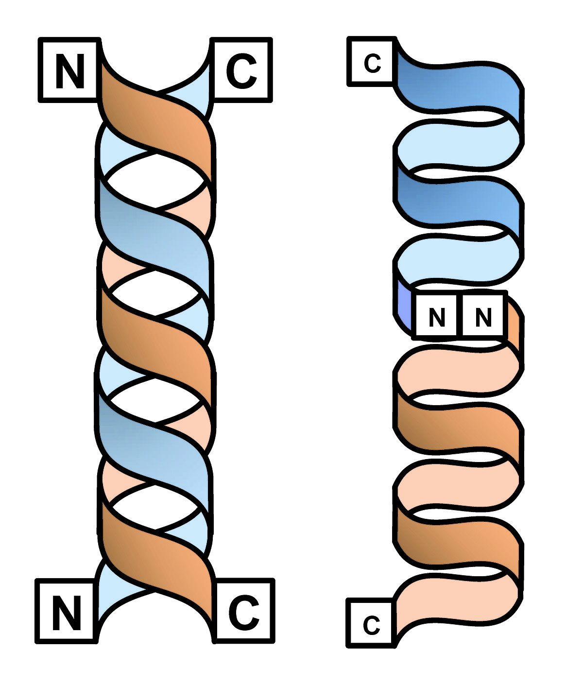 formes en double hélice et simple hélice dimérique de la gramicidine D