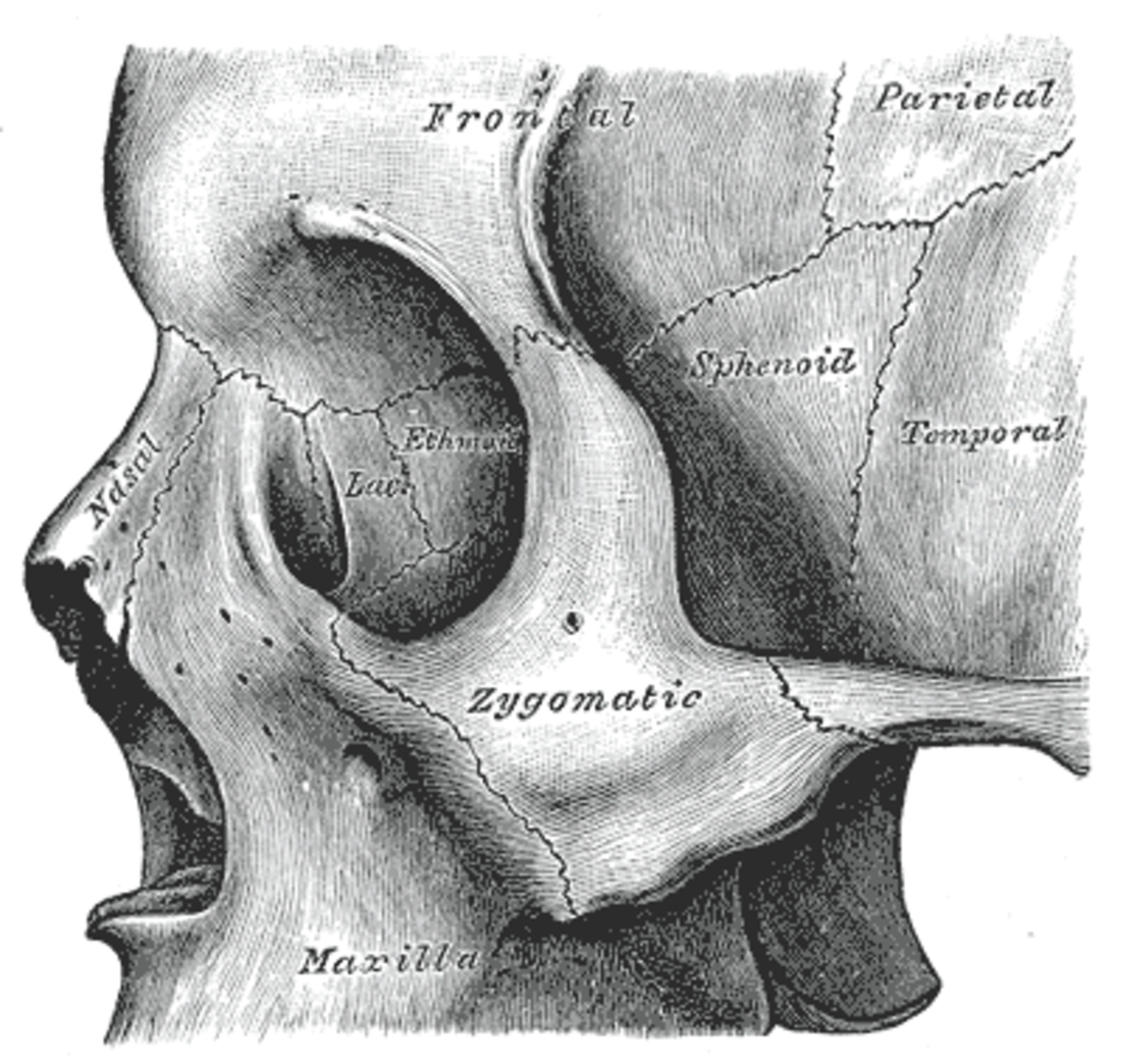 Os nasal - Définition et Explications