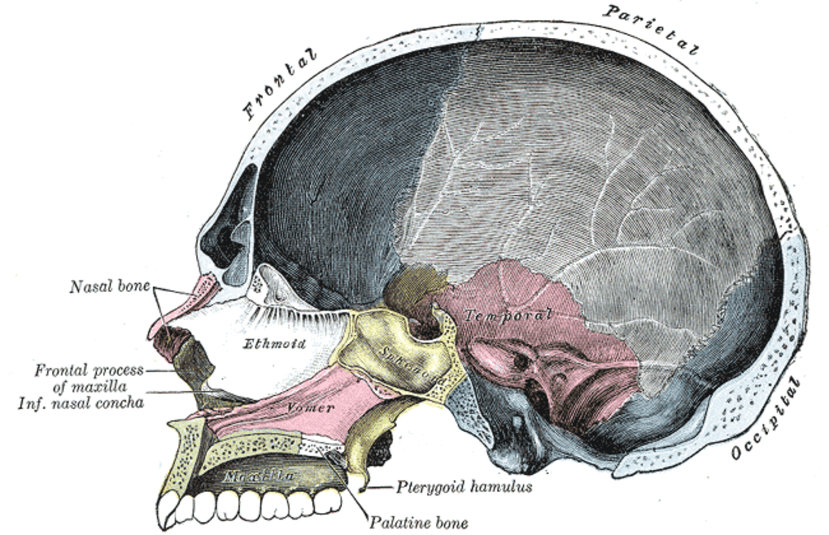 Os nasal - Définition et Explications