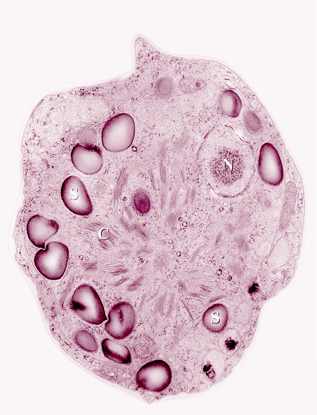 cycle de vie de la chlamydomonas