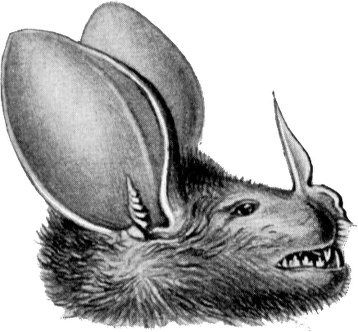 Chrotopterus auritus : définition et explications