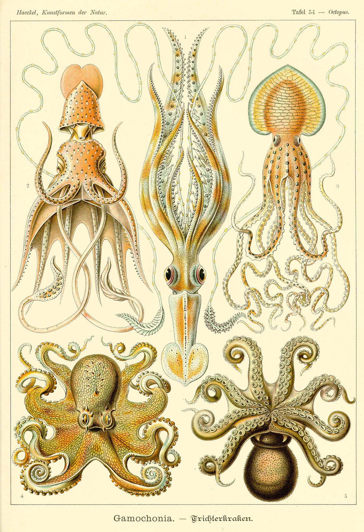 Planche de Ernst Haeckel concernant les céphalopodes