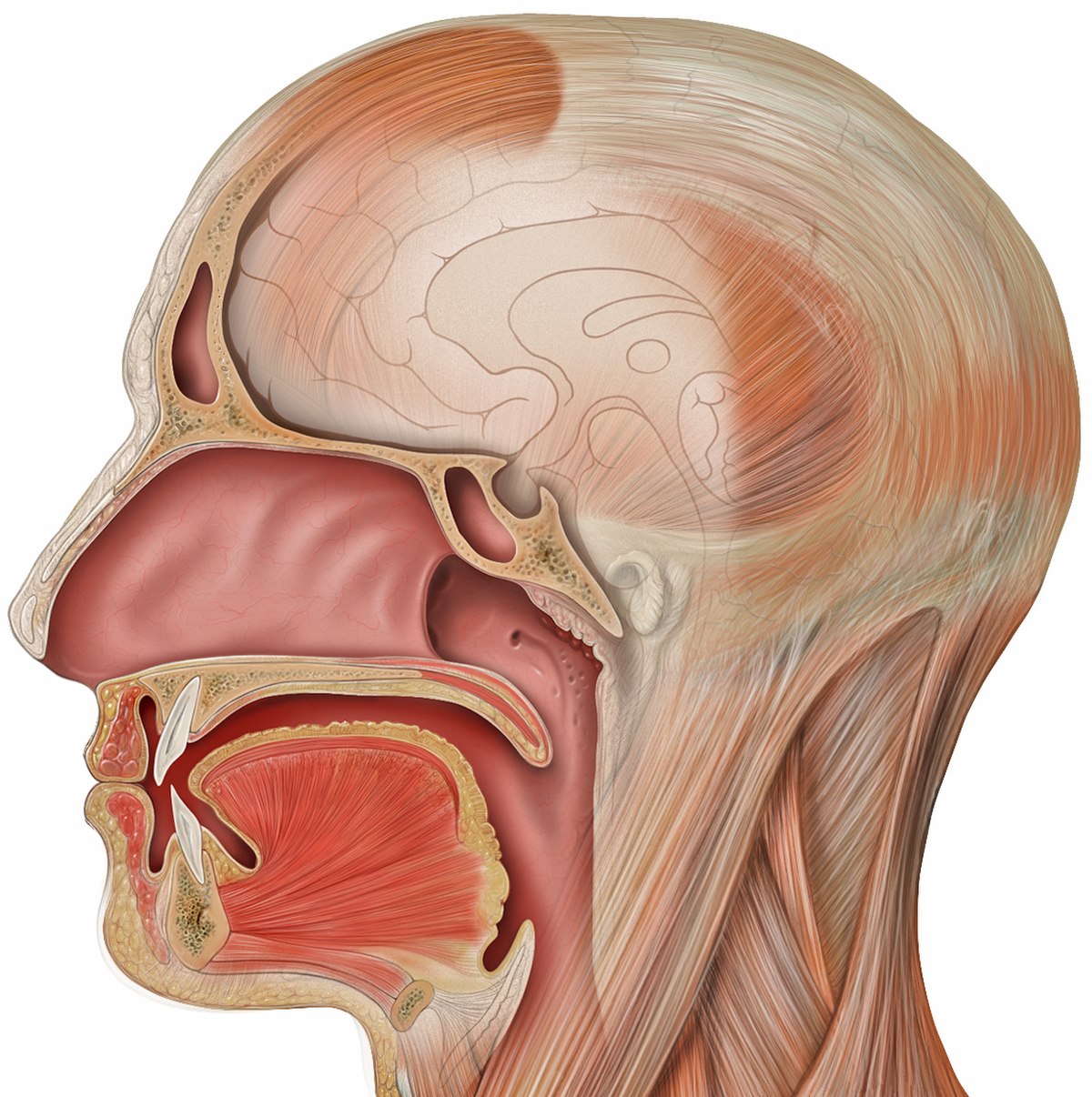 Sinus maxillaire — Wikipédia