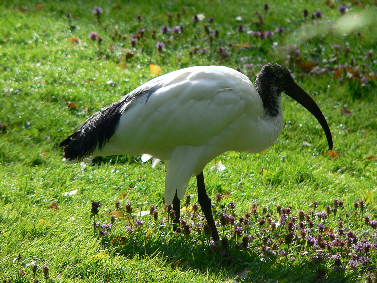 Ibis sacré - Définition et Explications