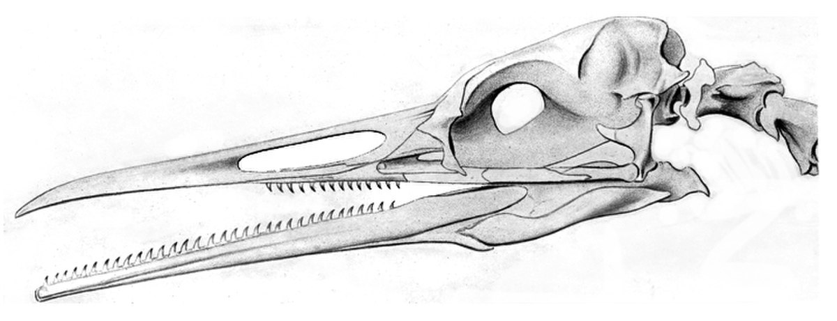 Hesperornithiformes - Définition et Explications