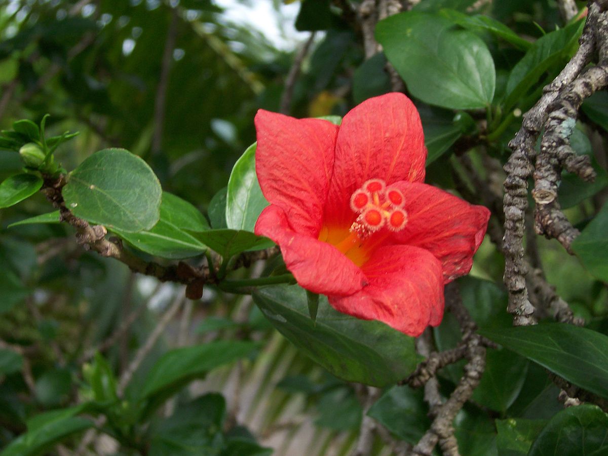 Hibiscus Galerie De Photos 0519