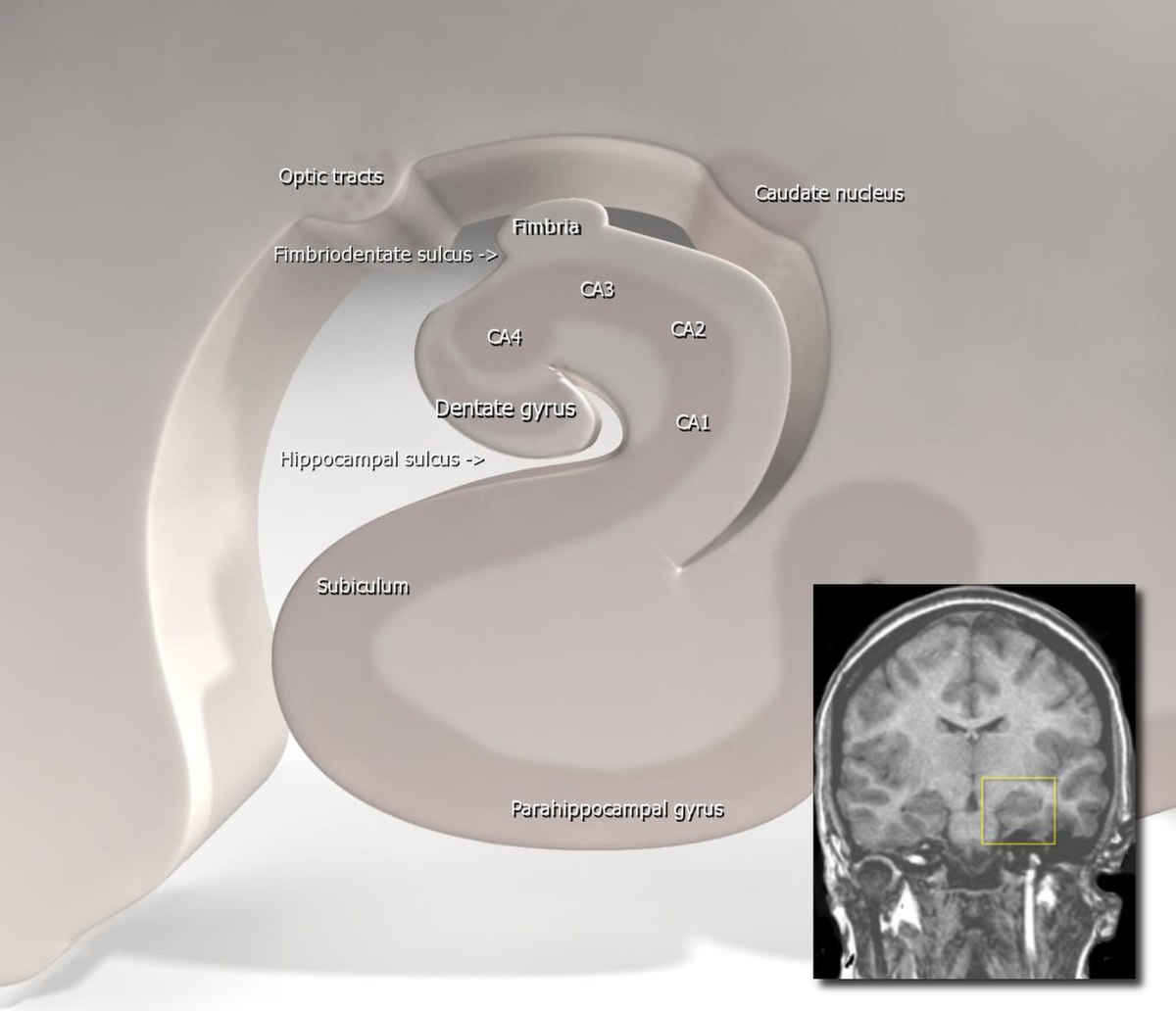 Hippocampe Cerveau Pathologies De L Hippocampe