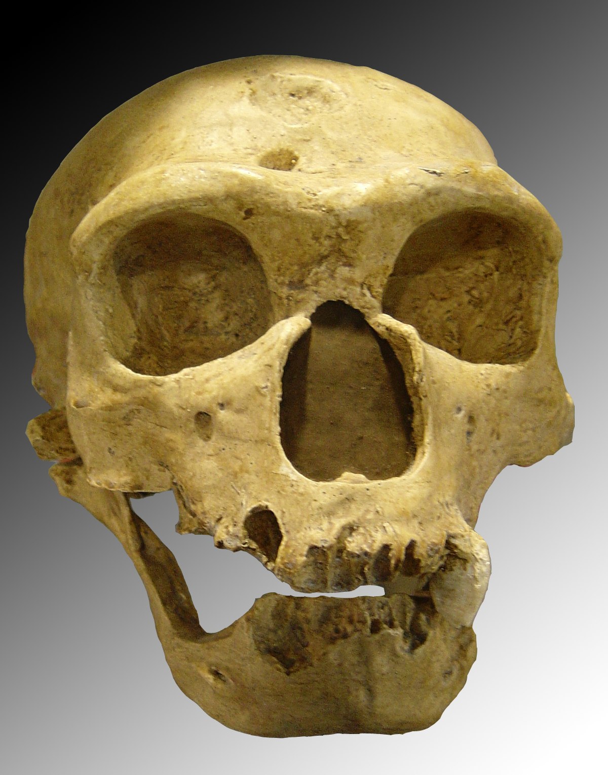  Crâne de Néandertalien : l'Homme de la Chapelle-aux-Saints.