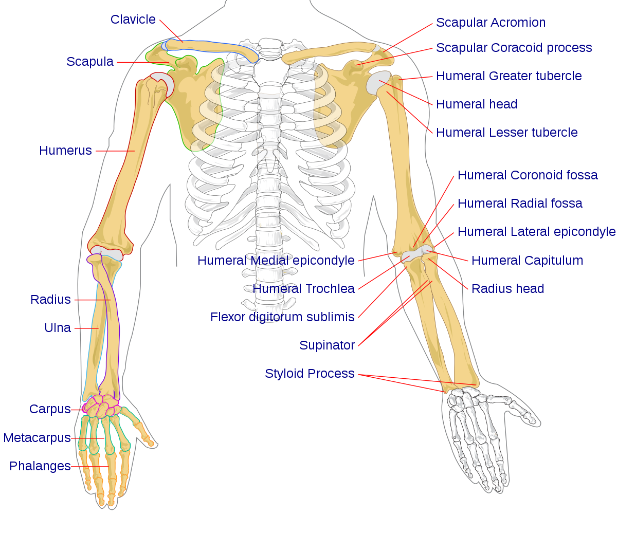Éléments d'anatomie  Squelette humain, Anatomie, Upe2a