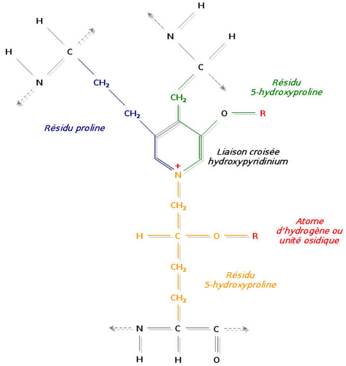 Liaison de trois régions polypeptidiques avec formation d’un hydroxypyridinium