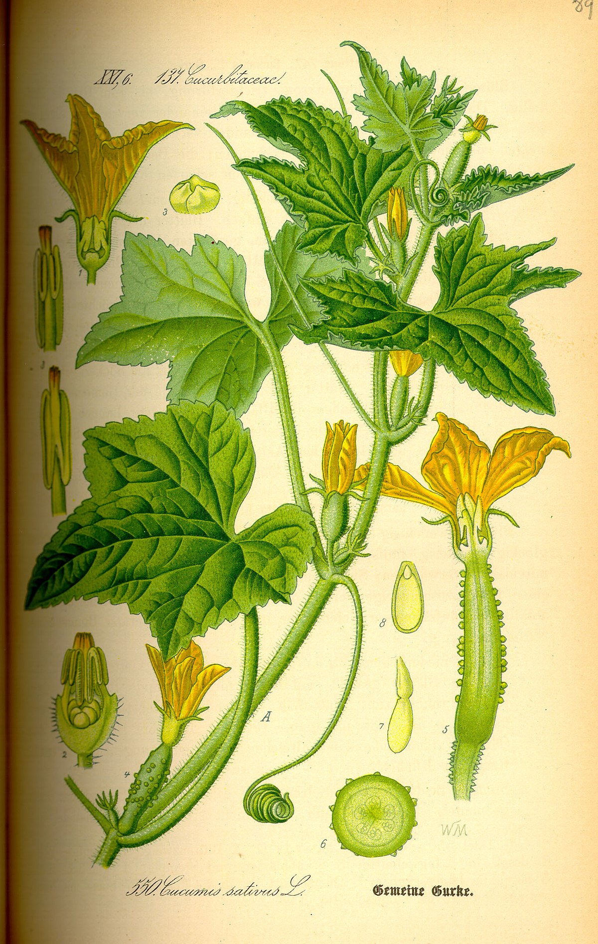 Historique du concombre, informations sur la plante, faits