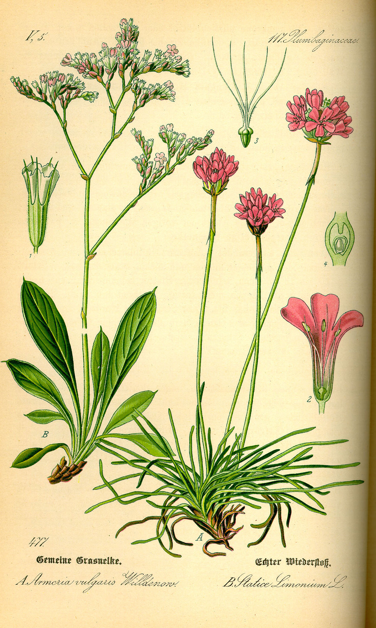 Limonium vulgare et Armeria maritima