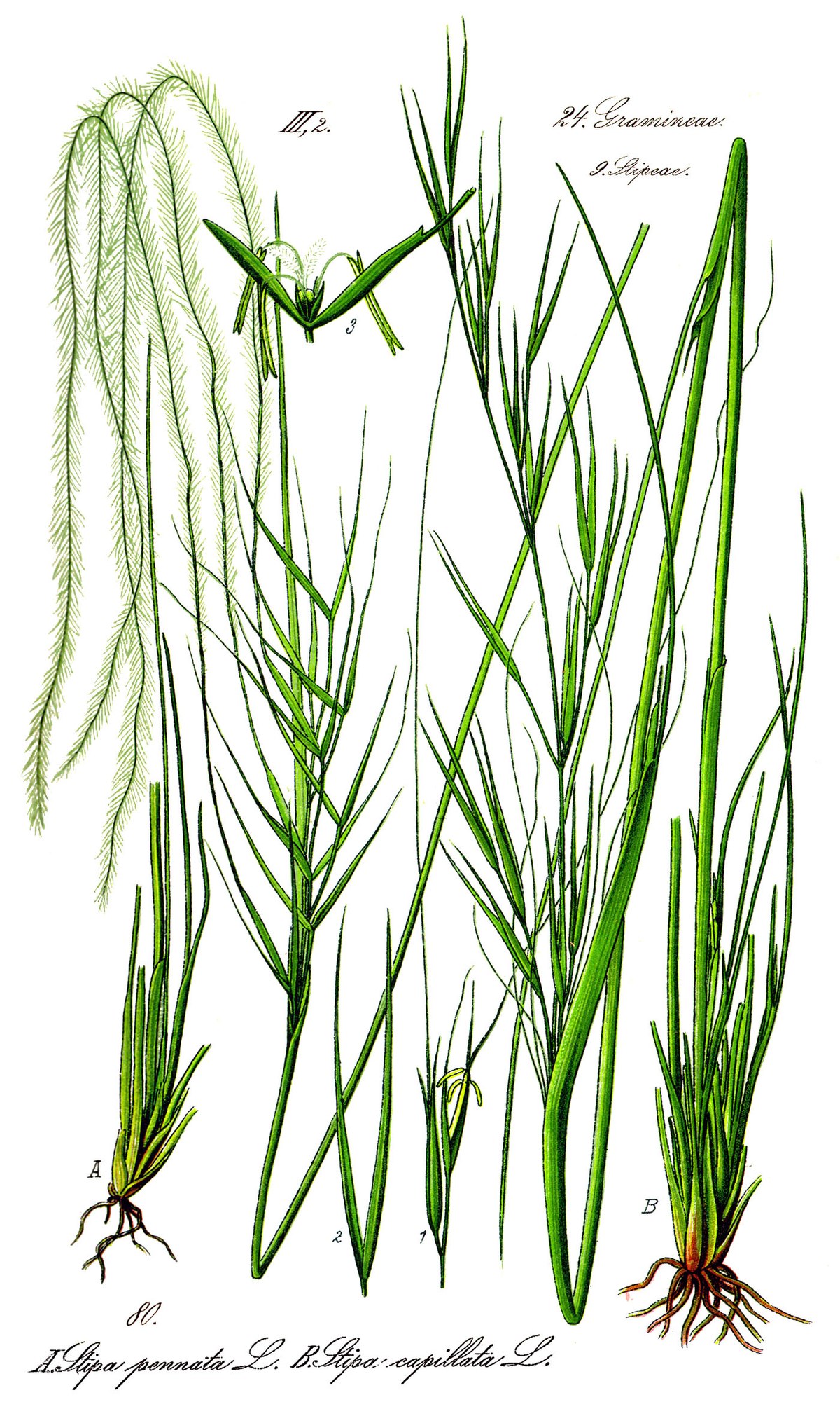 Stipa (genre) - Définition et Explications