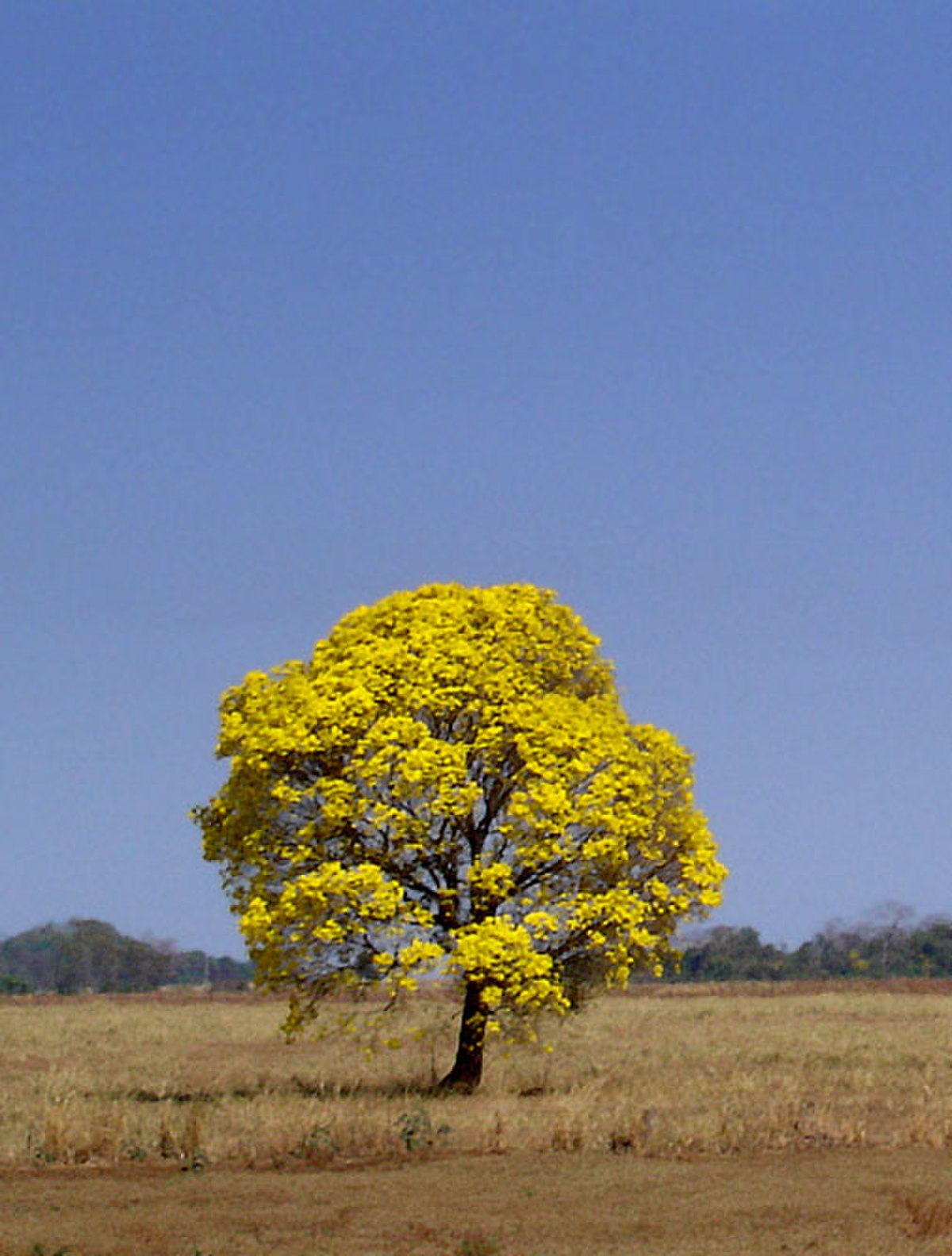  Ipê jaune (Tabebuia chrysotricha)