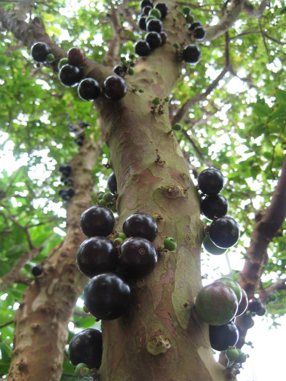 Jaboticaba - Définition et Explications