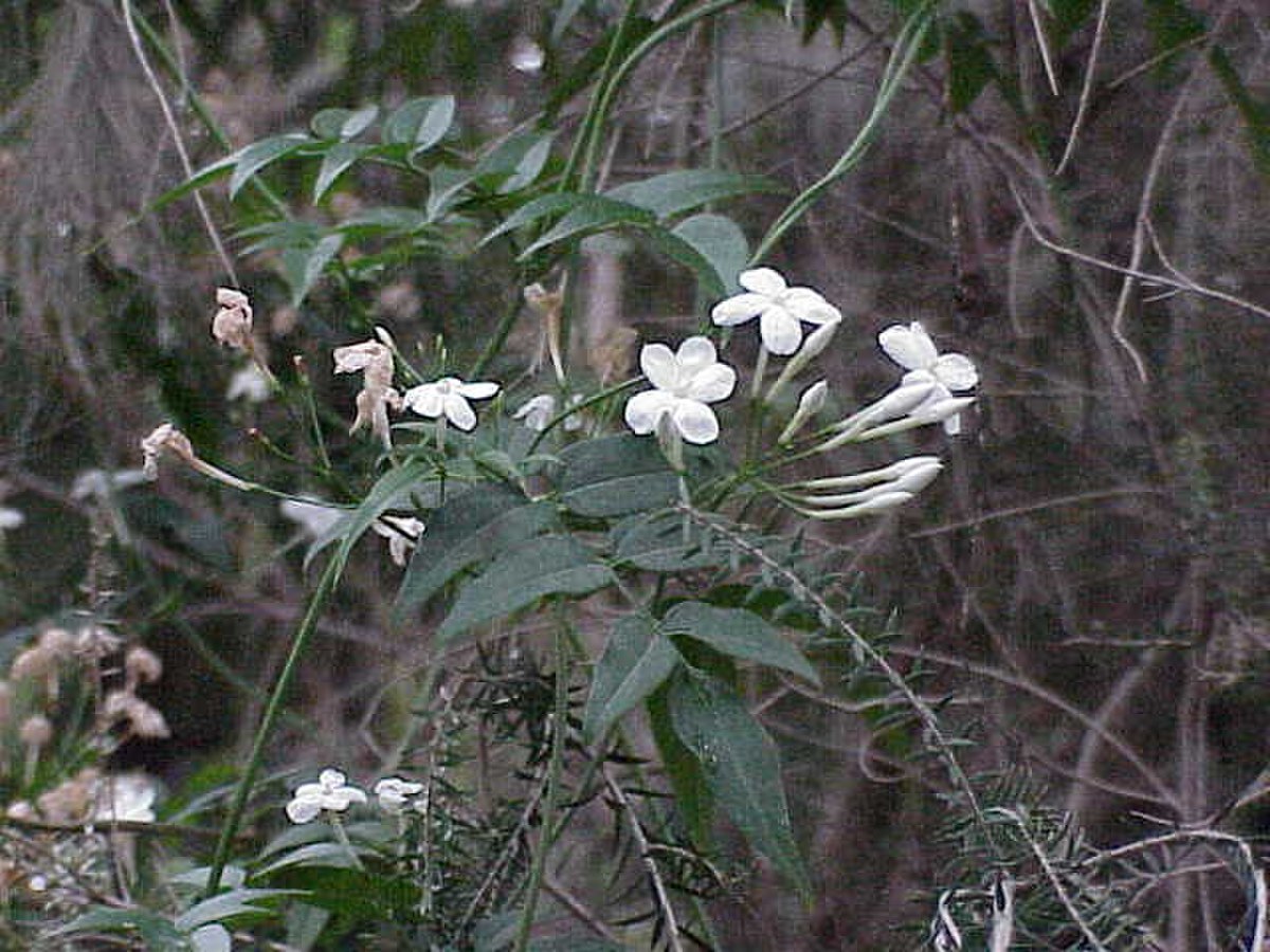  Fleurs de jasmin blanc (J. polyanthum)