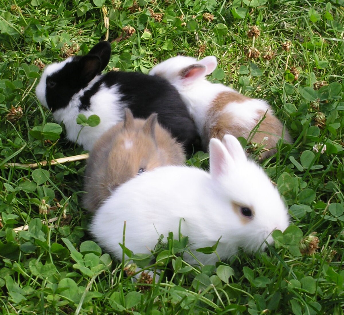 Le lapin comme animal de compagnie - QUATRE PATTES en Suisse