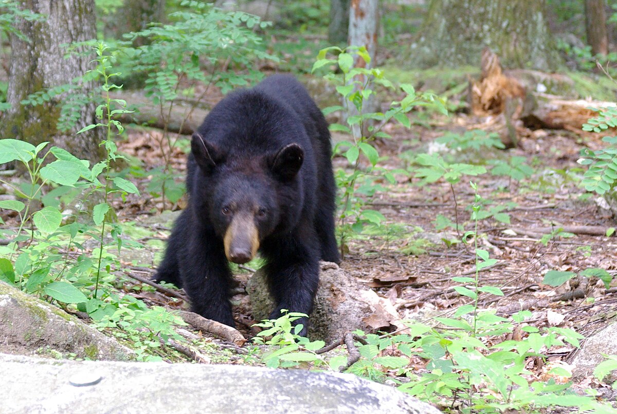 Ours noir : taille, description, biotope, habitat, reproduction