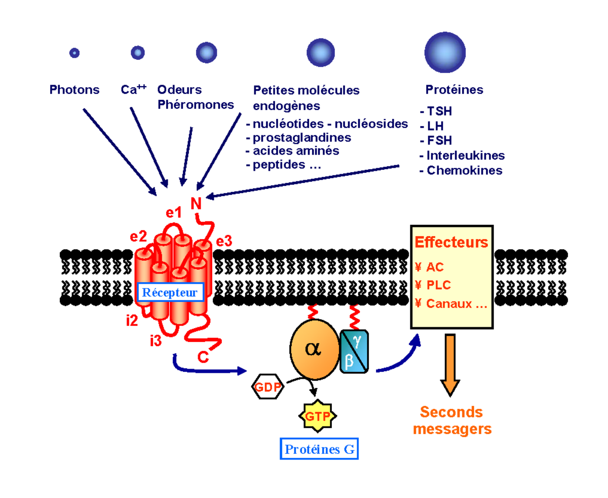 🔎 Récepteurs couplés aux protéines G - Structure des récepteurs couplés  aux protéines G