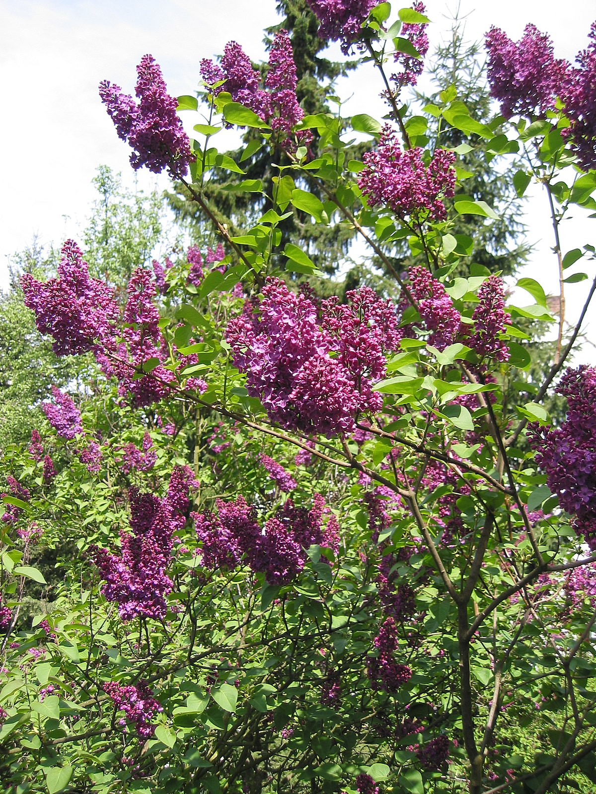  Syringa vulgaris, le lilas commun