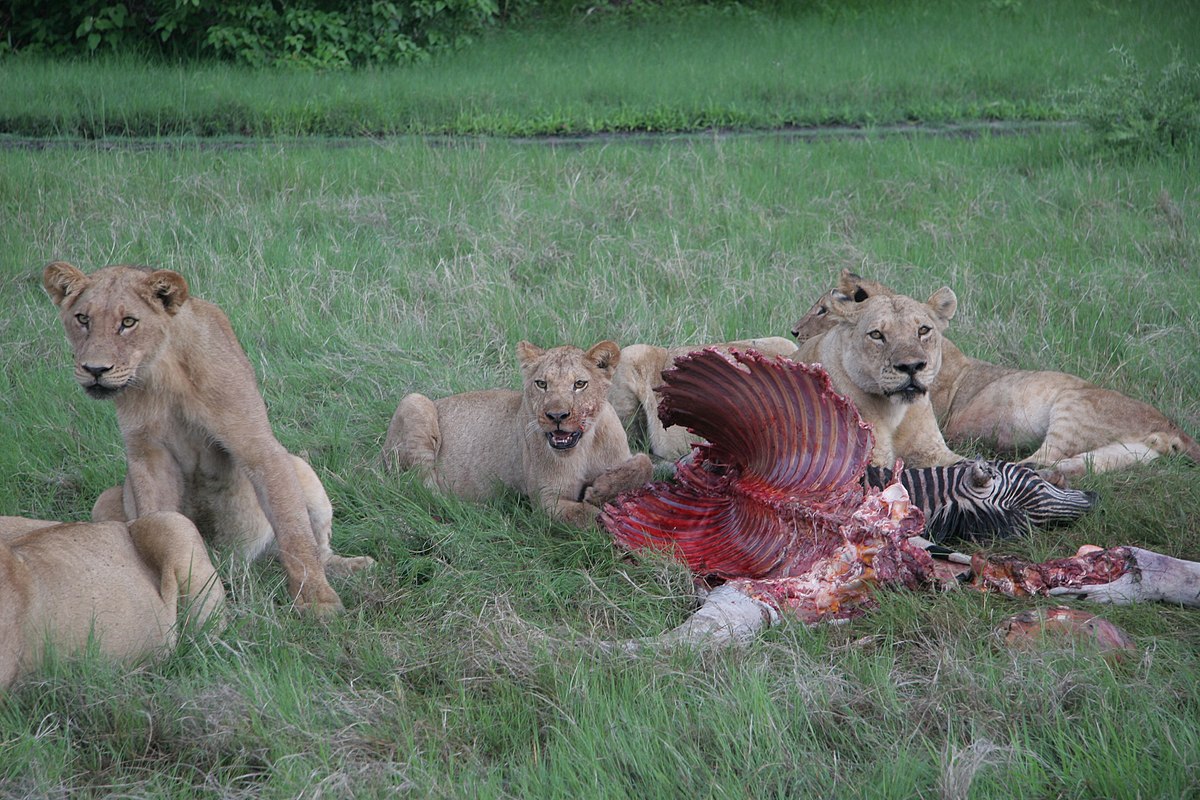 Lionnes entourant une carcasse