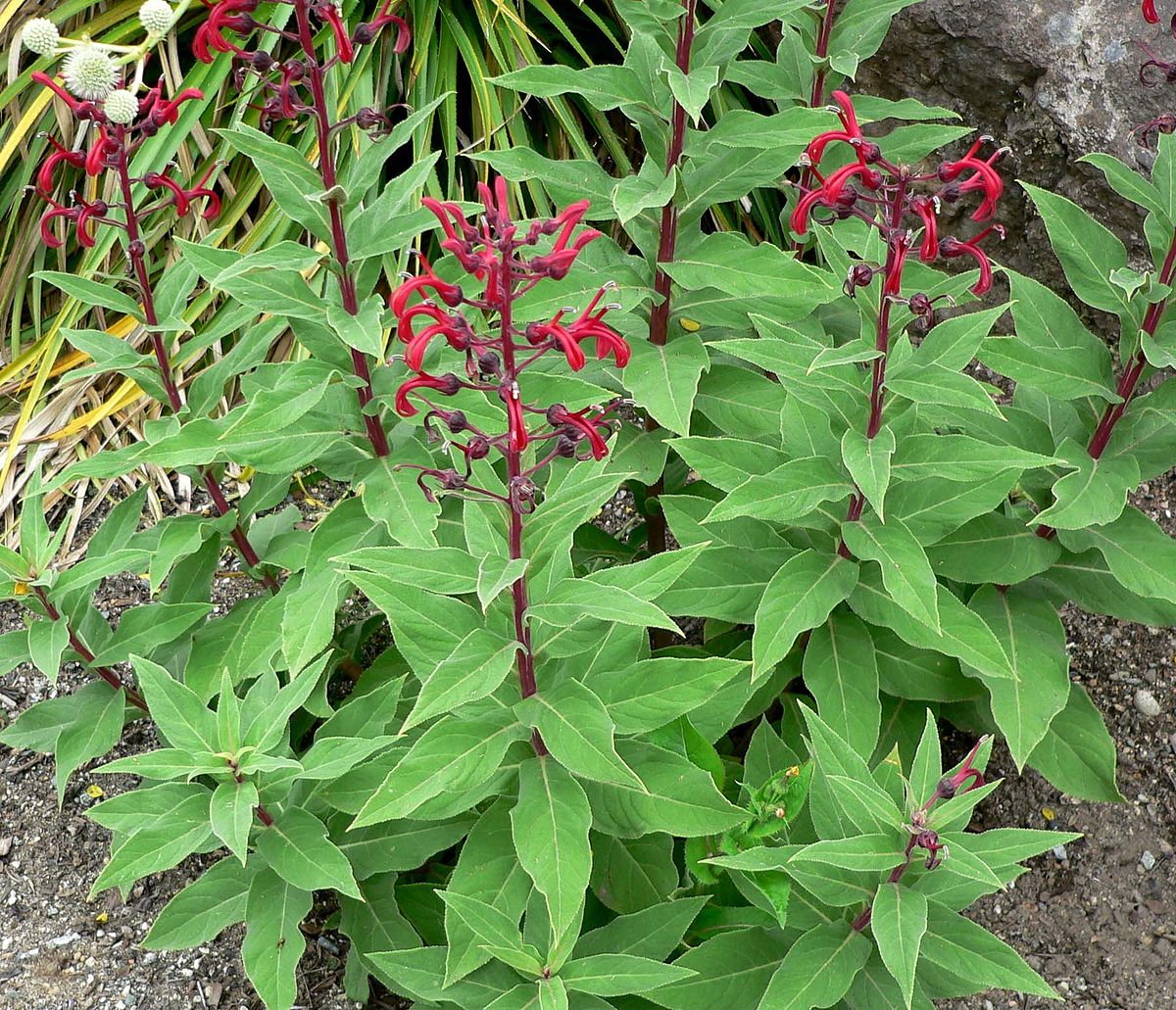  Lobelia tupa