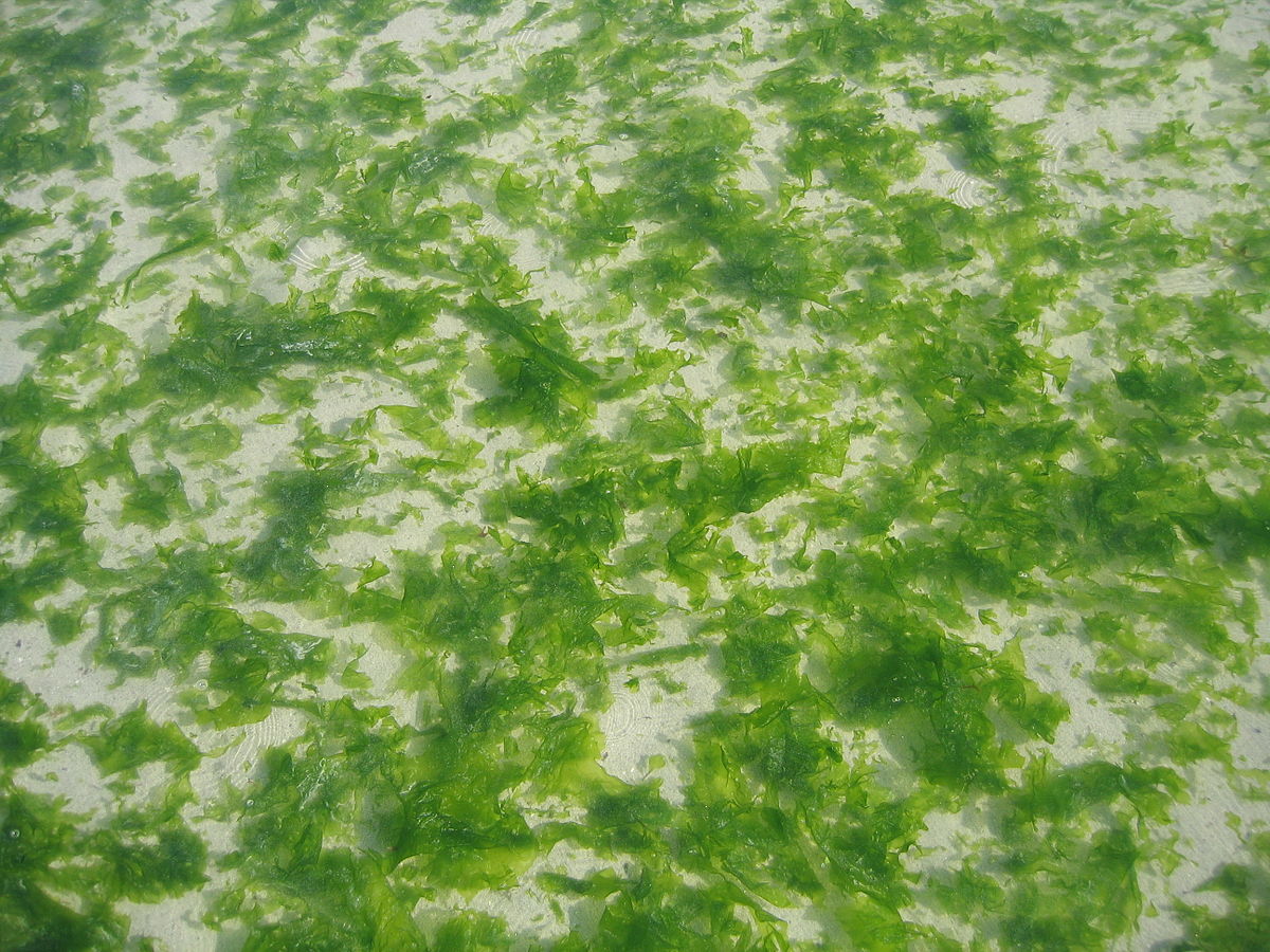 Les origines des marées vertes 