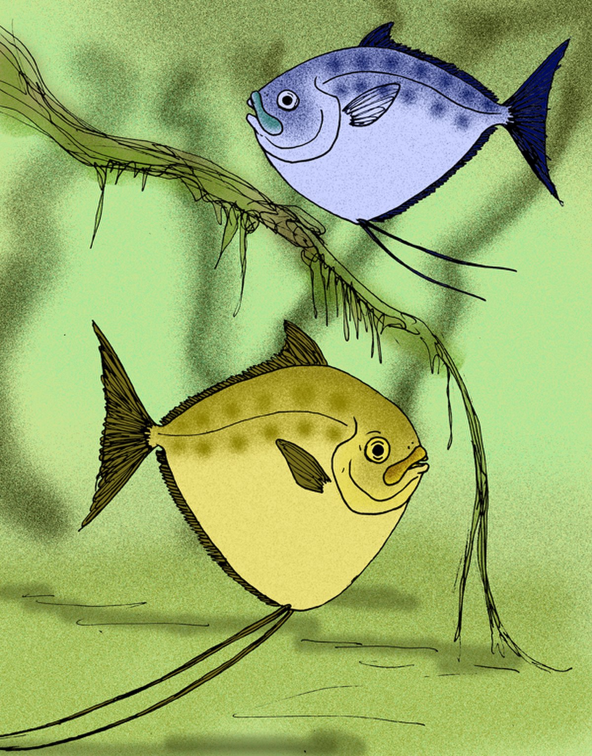 Dessin de Mene oblonga (gris)& Mene rhombea (bleu)