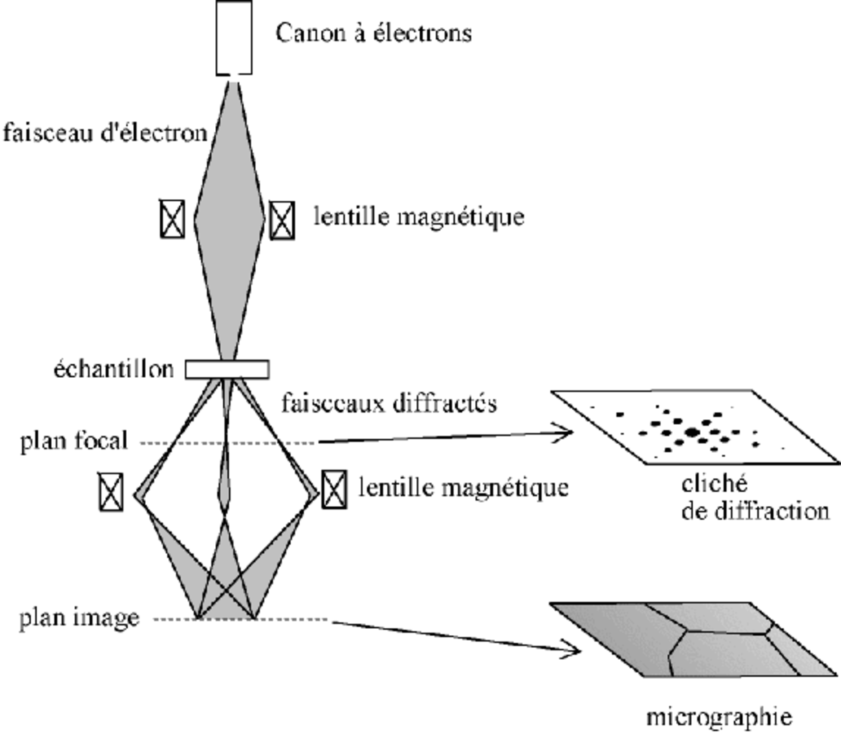 1-Schéma en coupe d'un microscope électronique en transmission
