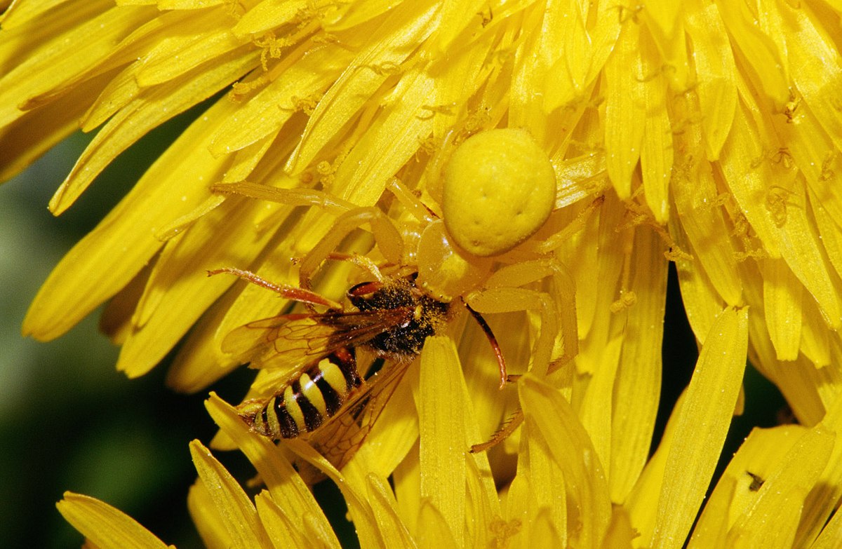  Misumena vatia  capturantune abeille du genre Nomada