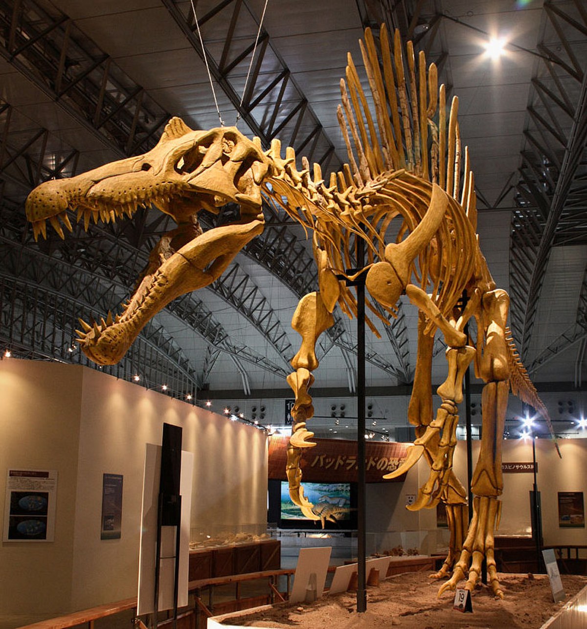  Reconstitution d'un squelette  de Spinosaurus aegyptiacus