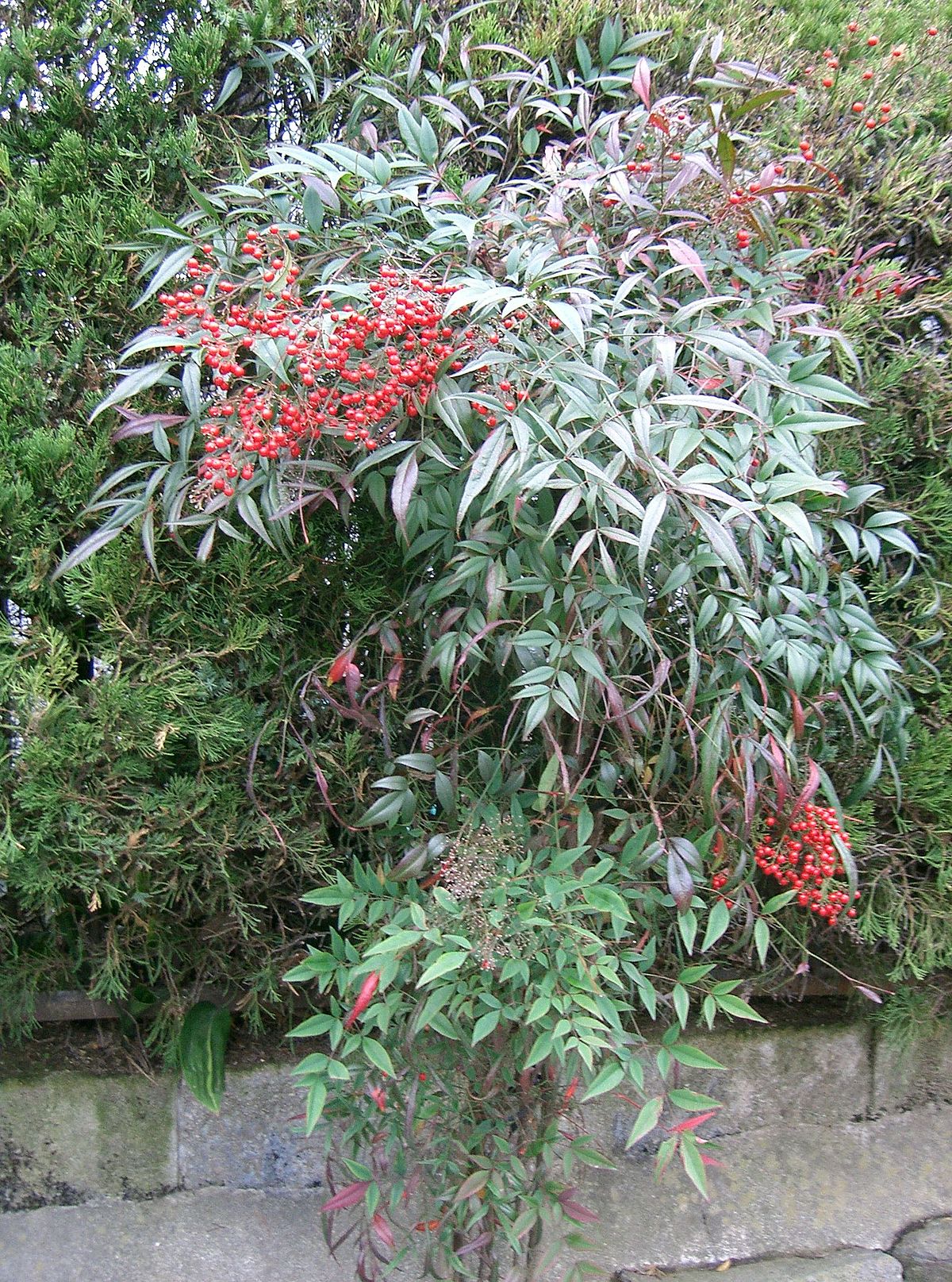 Nandina Domestica Baie de Lune