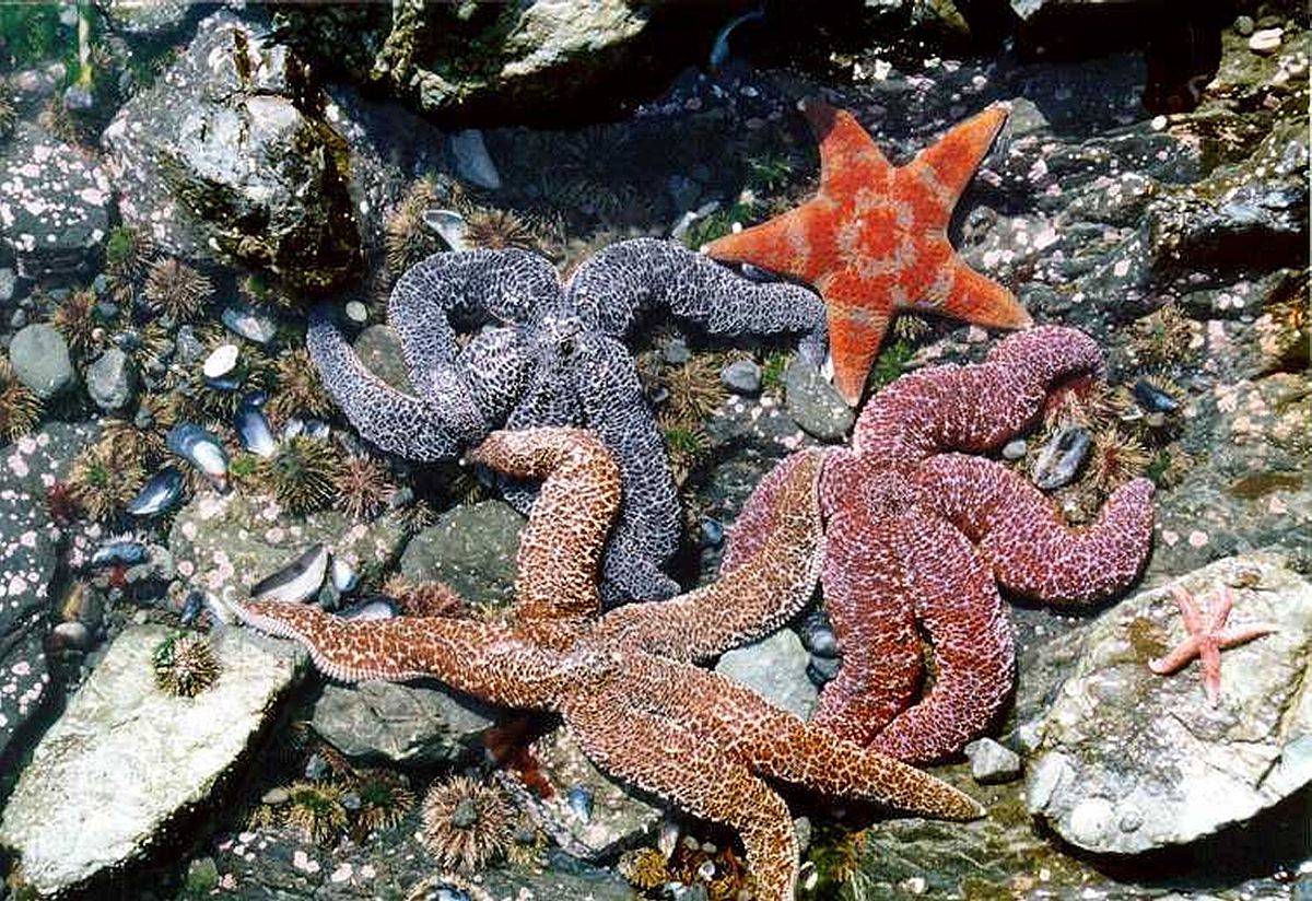  Diverses espèces d'étoiles de mer