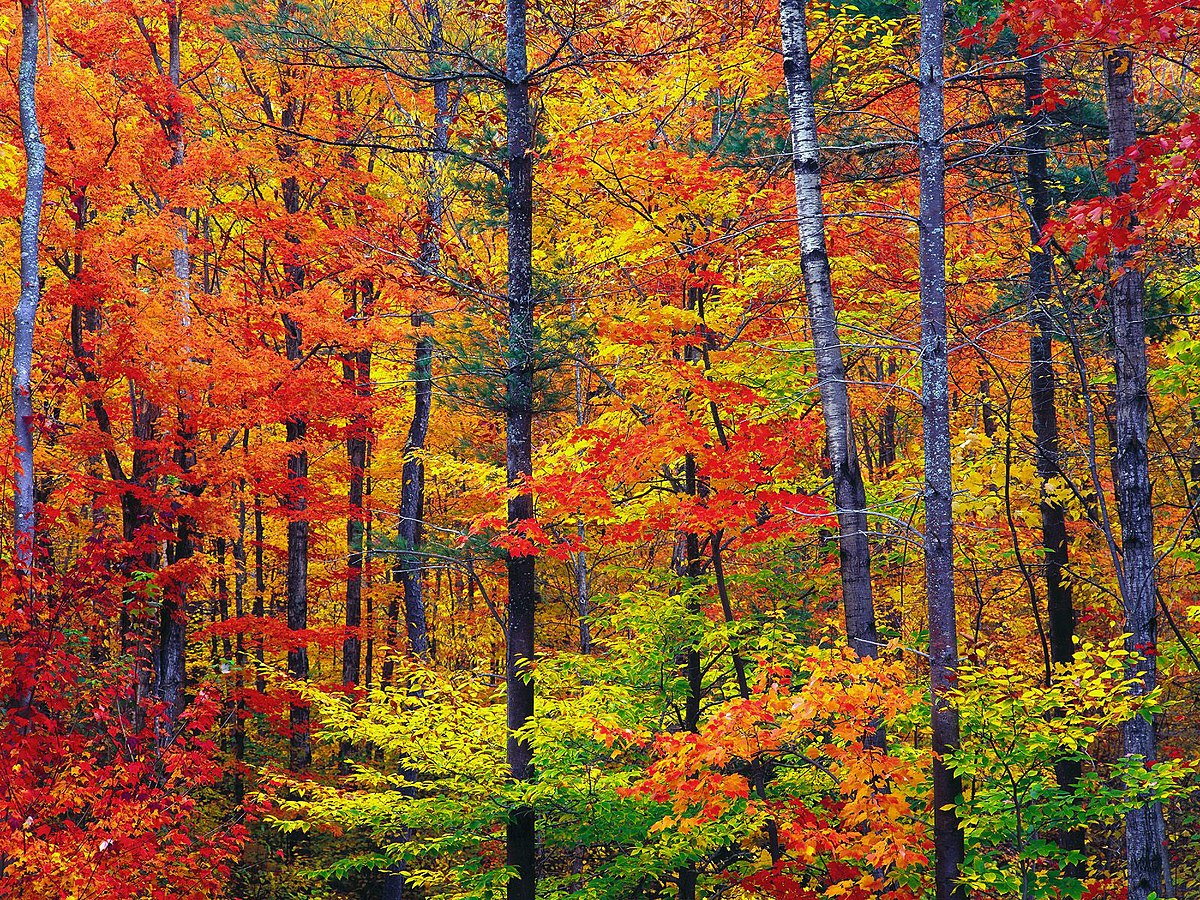 Couleurs d'automne du New Hampshire