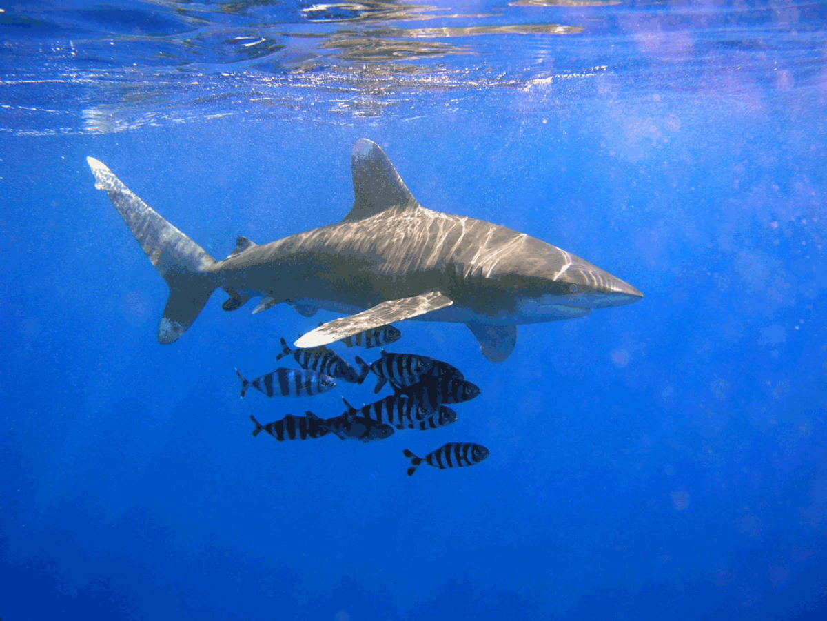 Requin longimane accompagné de poissons pilotes
