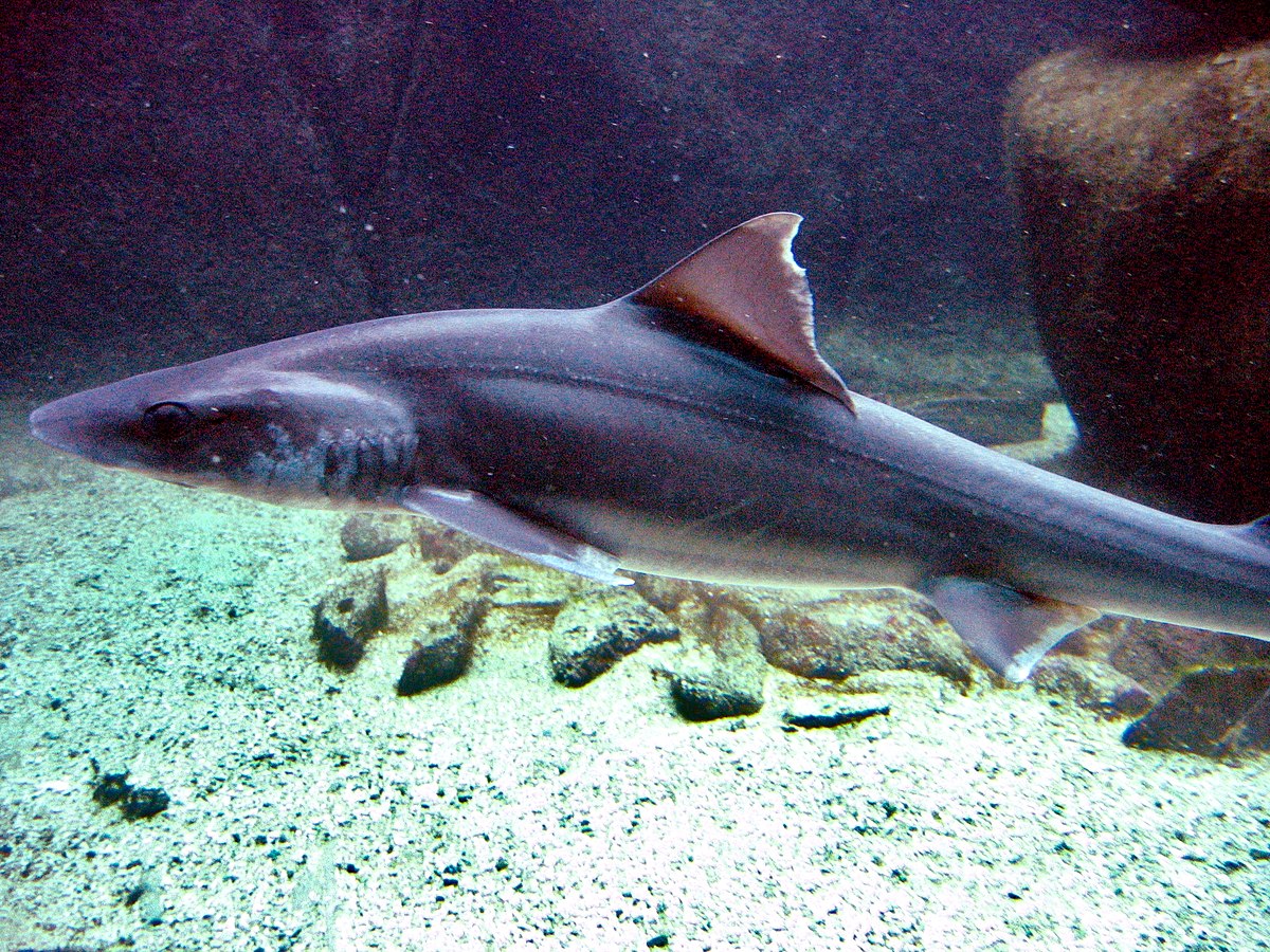 Océanopolis - les aquariums 001.JPG