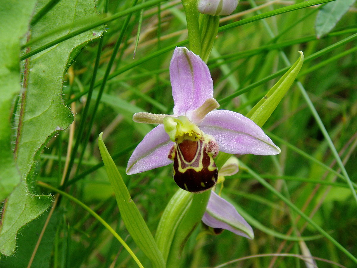 Ophrys apifera2.jpg