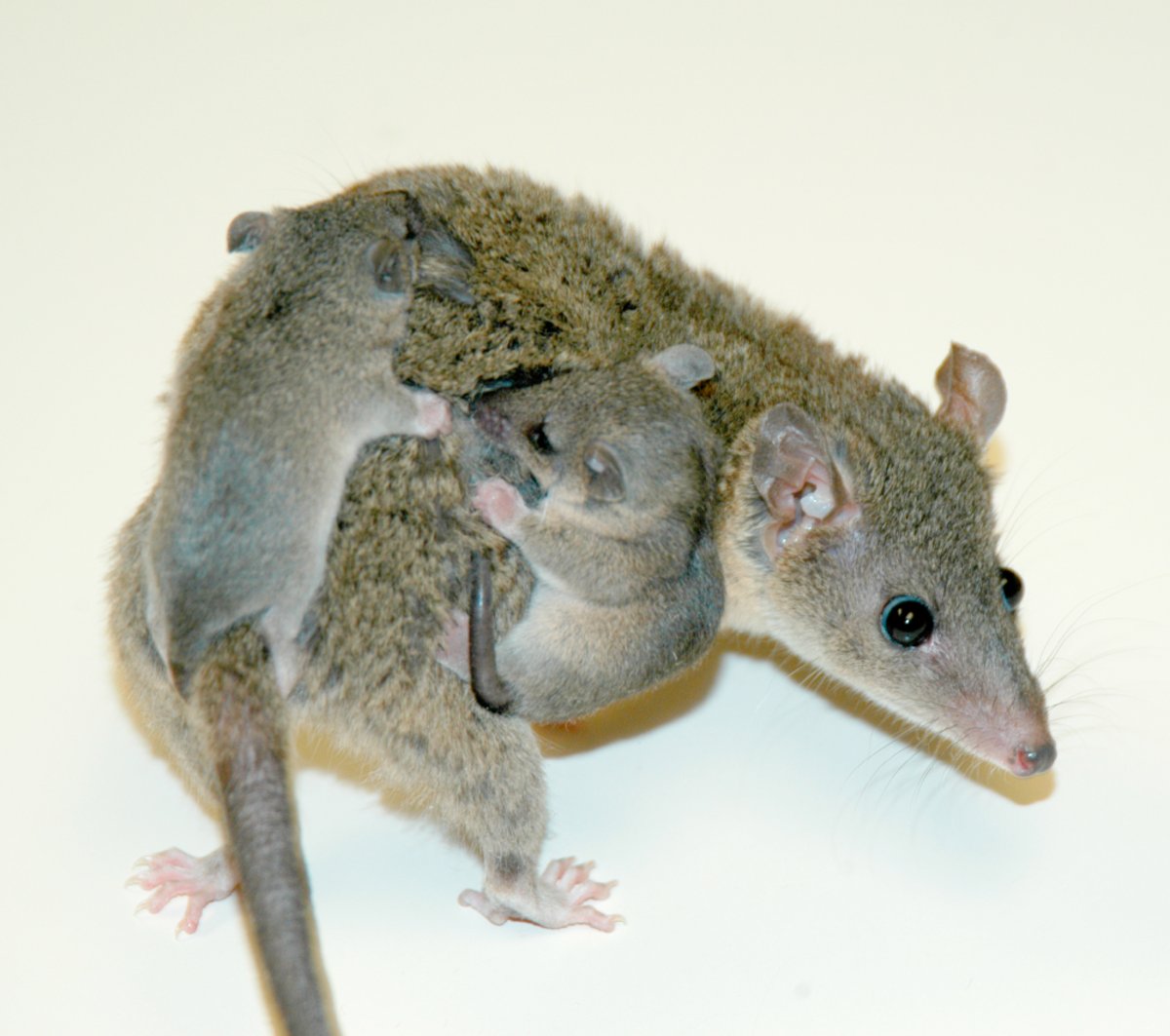Opossum gris (Monodelphis domestica) et ses deux petits