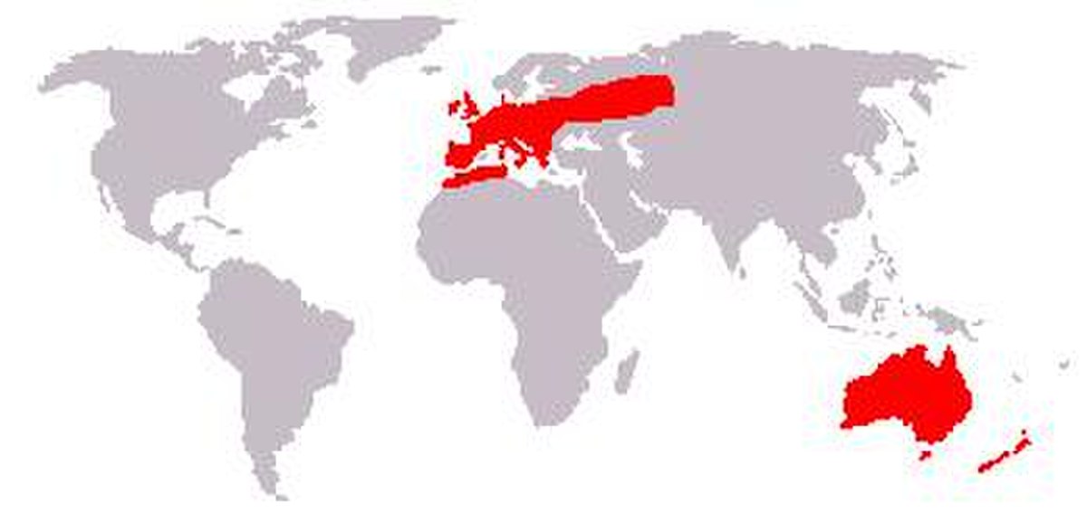 Oryctolagus cuniculus geographical distribution.jpeg