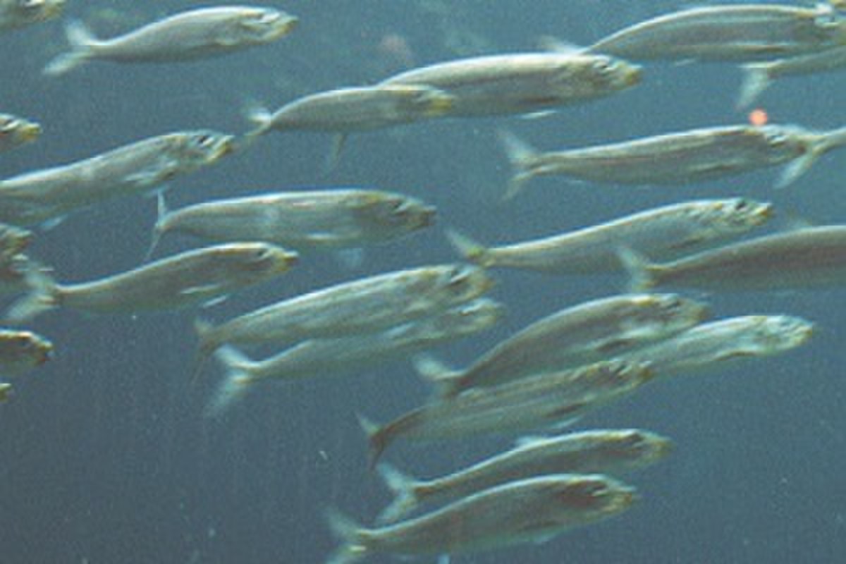  Banc de sardines