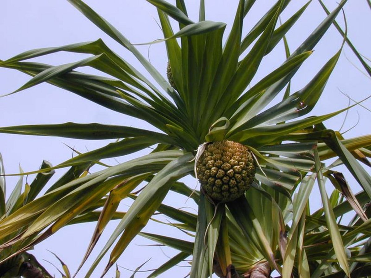 Pandanus Définition et Explications