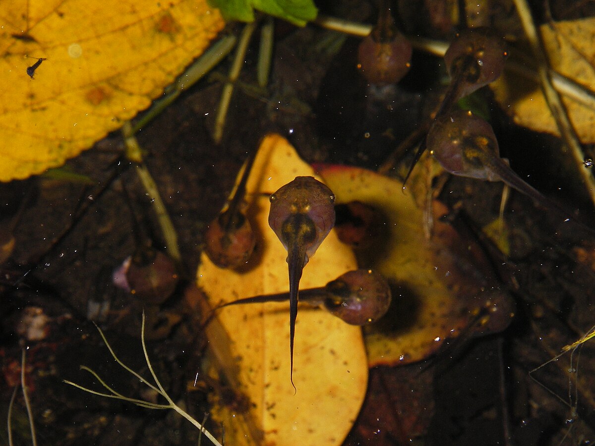 Paradoxophyla palmata 01.jpg