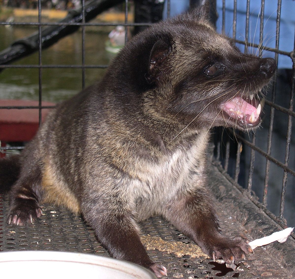 Paradoxurus Hermaphroditus - Définition Et Explications