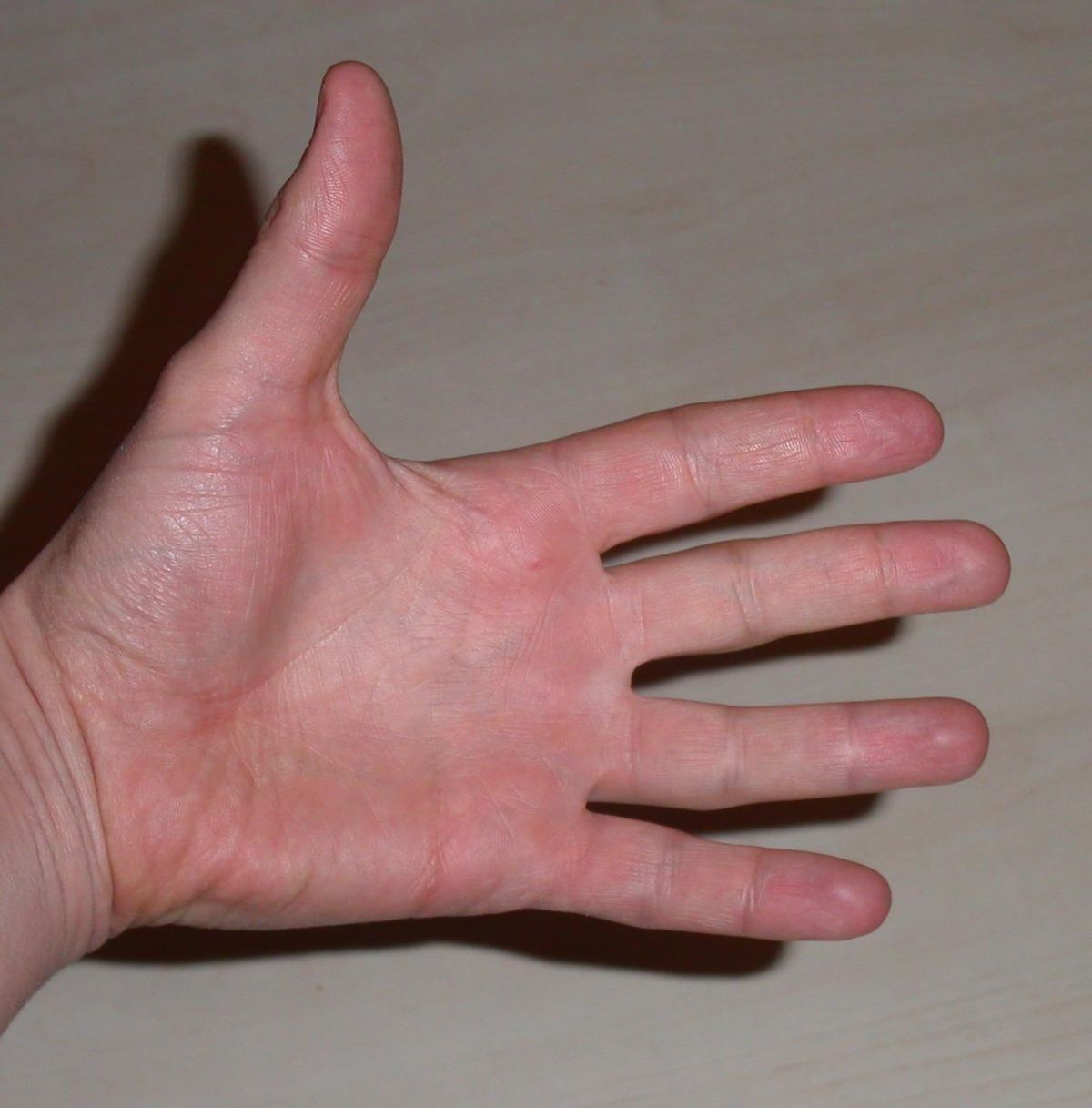 🔎 Main - Anatomie de la main des humains