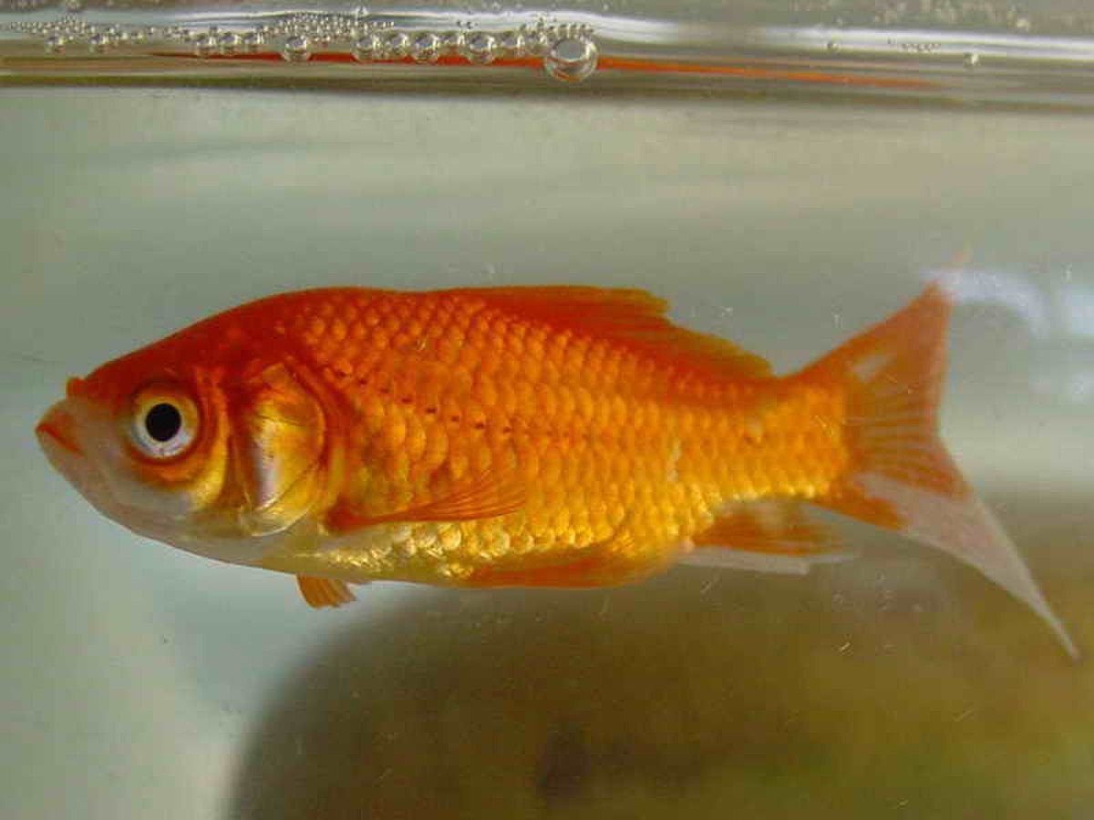 Mémoire de poisson rouge : qu'est-ce que c'est ?