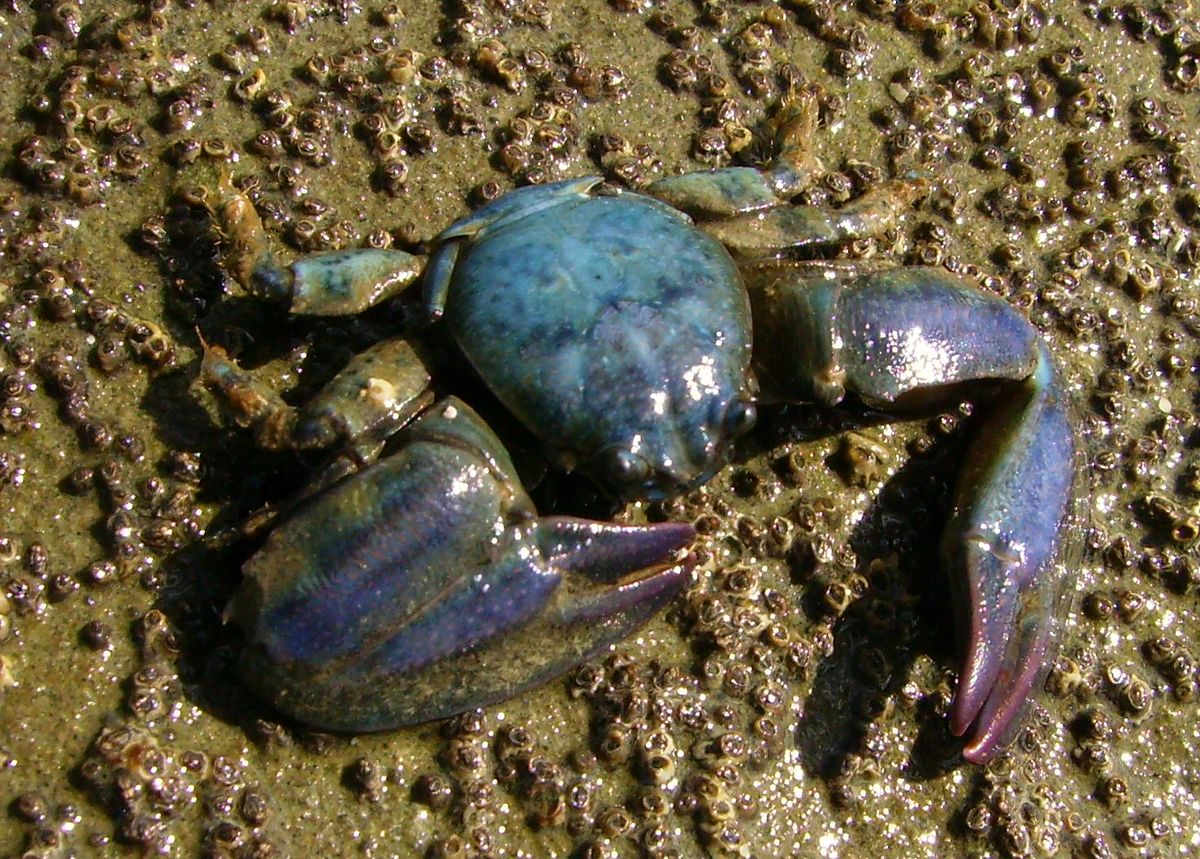 Crabe au teintes bleu-vert et aux pinces de grande taille par rapport au corps, reposant sur la vase
