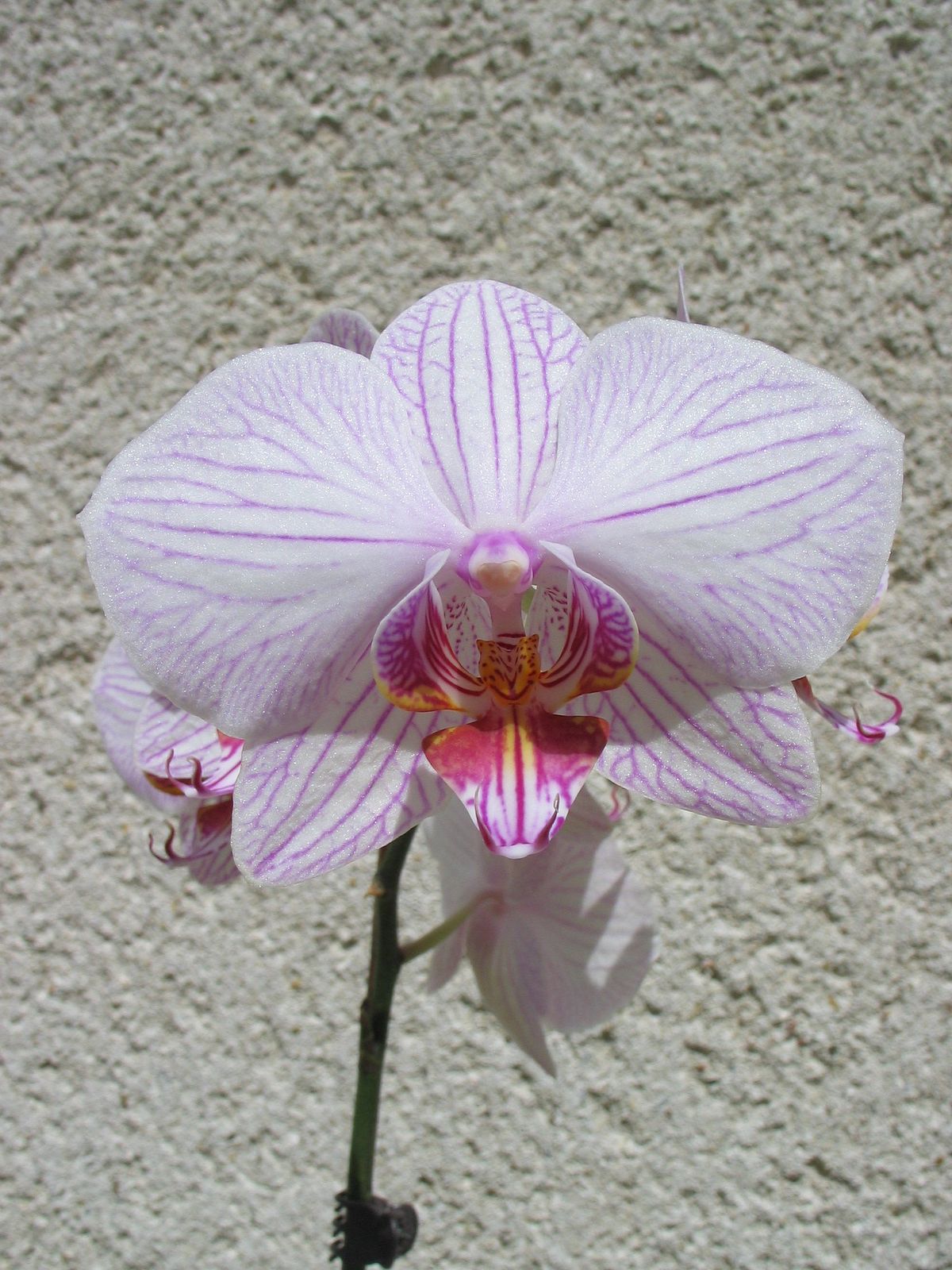  Phalaenopsis Hybride Blume, 1827
